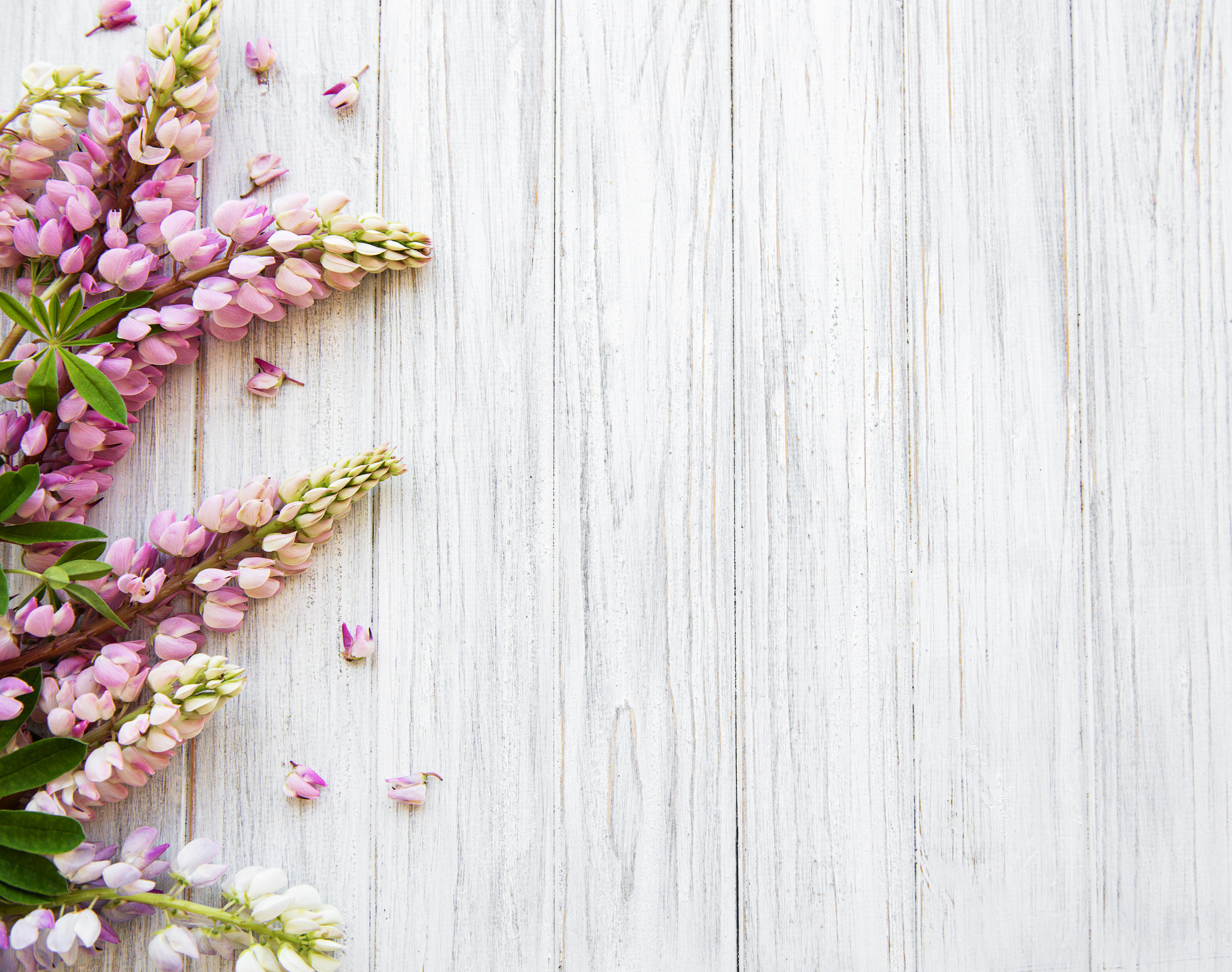 Pink Lupine Flowers on Wooden Background